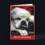 Carte de Noël Bulldog anglaise.<br><div class="desc">Belle photo numérique d'un vieux bulldog anglais miniature. Vous pouvez modifier la couleur de l'arrière - plan. Ajoutez votre propre message personnel. D'autres produits de Noël bulldog sont disponibles.</div>