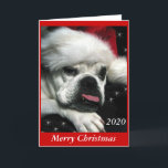 Carte de Noël Bulldog anglaise.<br><div class="desc">Belle photo numérique d'un vieux bulldog anglais miniature. Vous pouvez modifier la couleur de l'arrière - plan. Ajoutez votre propre message personnel. D'autres produits de Noël bulldog sont disponibles.</div>