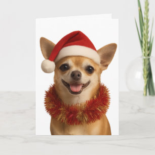 Carte de Noël Chihuahua avec un chapeau de Père No