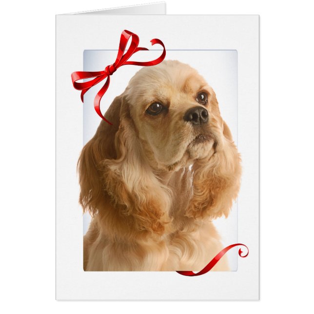 Carte de Noël Cocker Spaniel (Devant)