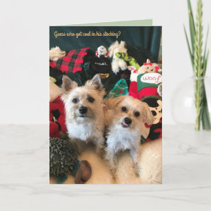 Carte de Noël Collecteur de Charbon Canine