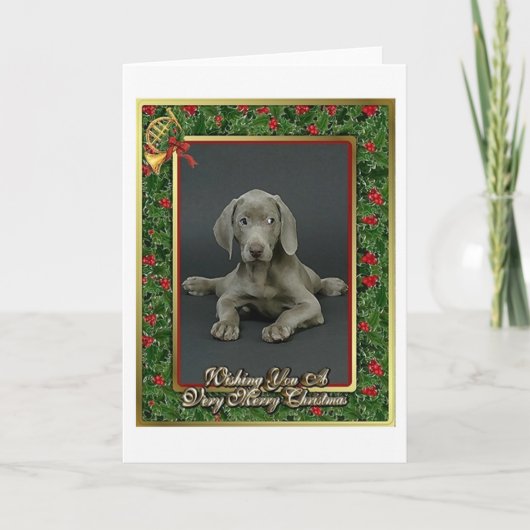 Carte de Noël de blanc de chien de Weimaraner (Devant)