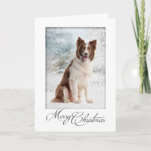 Carte de Noël de border collie de chocolat