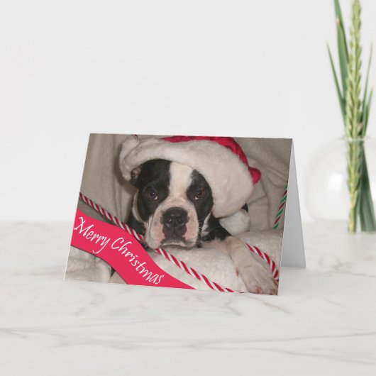 Carte de Noël de Boston Terrier (Devant)