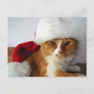 Carte de Noël de chat au chapeau de Père Noël