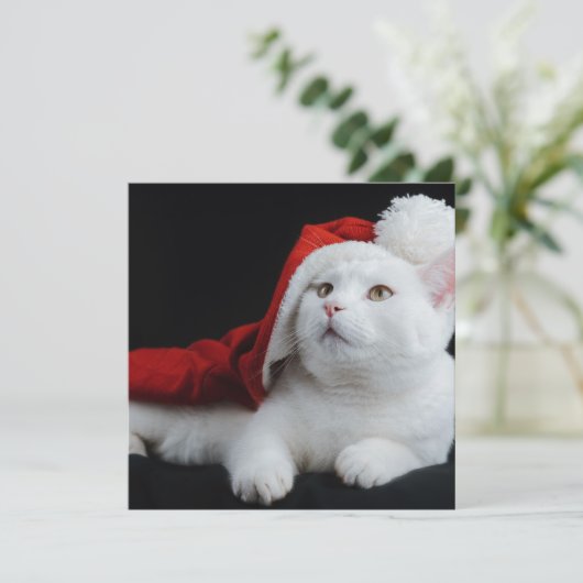 Carte de Noël de chat blanc (Debout devant)