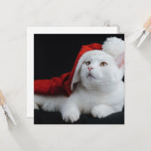 Carte de Noël de chat blanc (Devant/Arrière en situation)