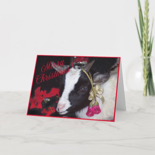 Carte de Noël de chèvre Rufus (Devant)