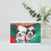 Carte de Noël de chiots (shih-tzu's) (Debout devant)