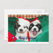 Carte de Noël de chiots (shih-tzu's) (Devant / Derrière)