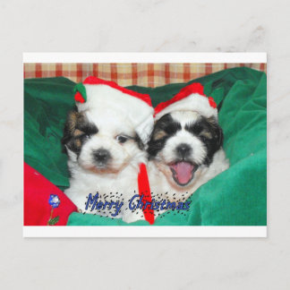 Carte de Noël de chiots (shih-tzu's)