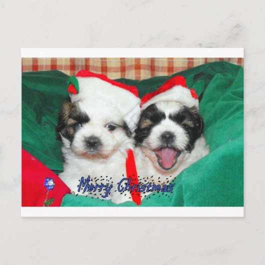 Carte de Noël de chiots (shih-tzu's) (Devant)
