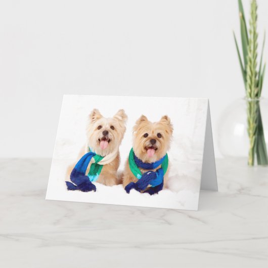 Carte de Noël de deux terriers de cairn (Devant)