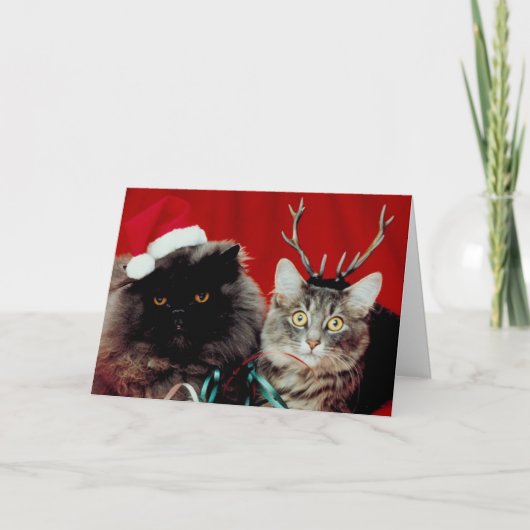 Carte de Noël de Meowy (Devant)