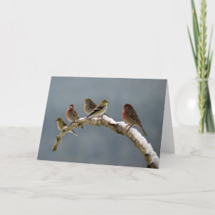 Carte de Noël de pinsons