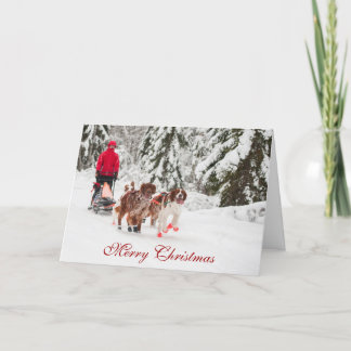 Carte de Noël de Sleddog de poseur irlandais