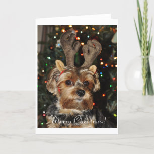 Carte de Noël de Yorkshire Terrier