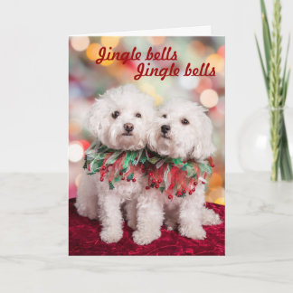 Carte de Noël des chiens de Bichon Frise