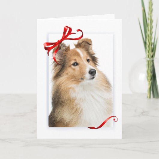 Carte de Noël douce Sheltie (Devant)