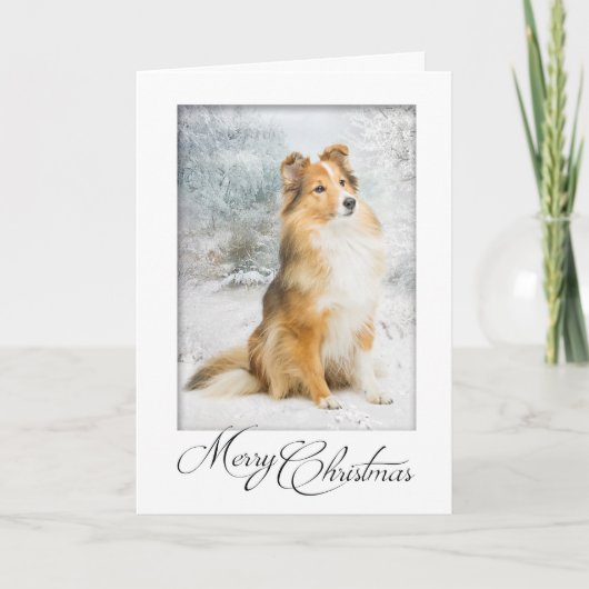 Carte de Noël douce Sheltie (Devant)