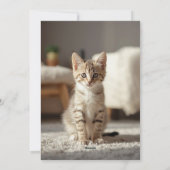 Carte de Noël drôle de chat Chaos de Fêtes (Dos)