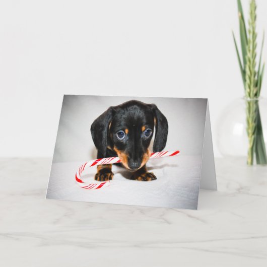 Carte de Noël du chiot de Dachshund (Devant)