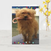 Carte de Noël en forme de canne à sucre pour chien (Fleur jaune)