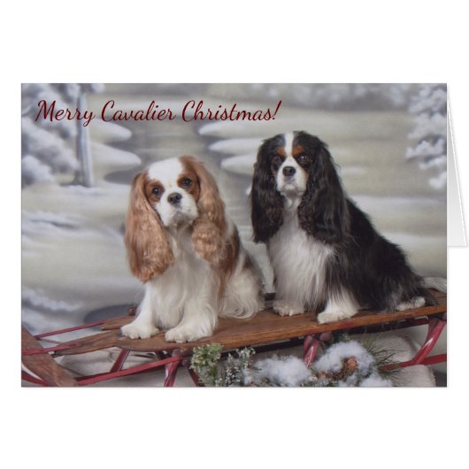 Carte de Noël espagnole Blenheim/Tricolor Cavalier (Devant horizontal)