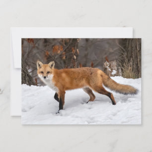 Carte de Noël Fox sur neige