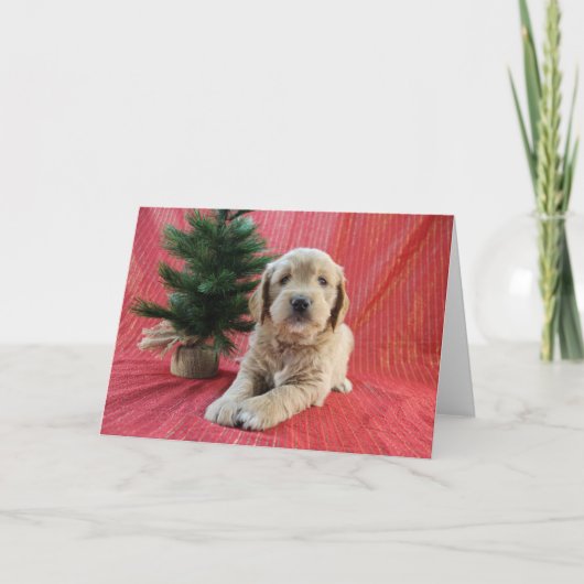 Carte de Noël Goldendoodle (Devant)