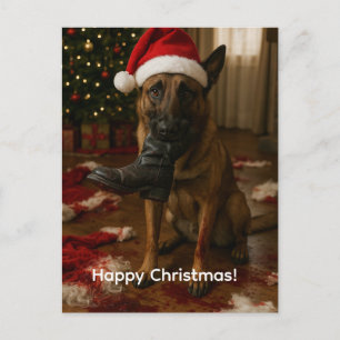 Carte de Noël Malinois belge mangeant le Père Noël