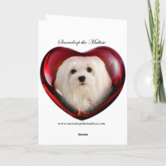 Carte de Noël maltaise (Dos)