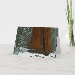 Carte de Noël Paix sur Terre