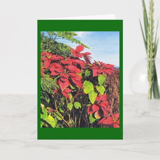 Carte de Noël Paul McGehee "Poinsettias" (Devant)