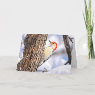Carte de Noël Pic à ventre rouge