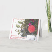 Carte de Noël POM & GREENS (Dos)