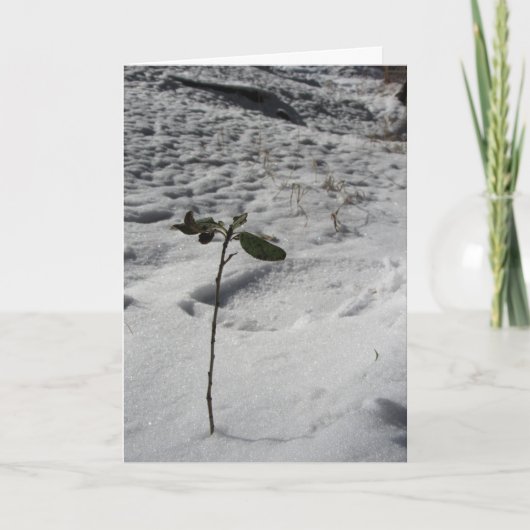 Carte de Noël "Pousse de neige" (Devant)