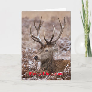 Carte de Noël Red Deer