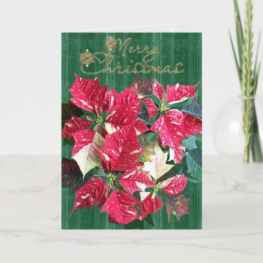 Carte de Noël religieuse de poinsettia de sucre de (Devant)