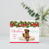 Carte de Noël Rhodesian Ridgeback (Debout devant)