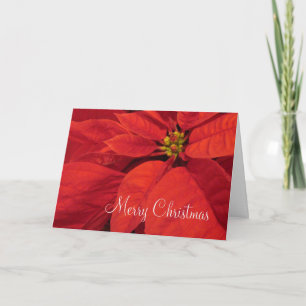 Carte de Noël rouge de Poinsetta