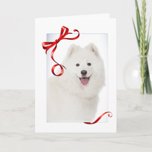 Carte de Noël Samoyède (Devant)