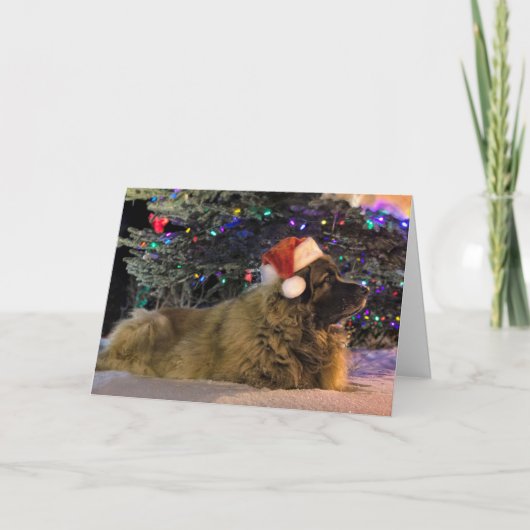 Carte de Noël scintillante de Leonberger (Devant)