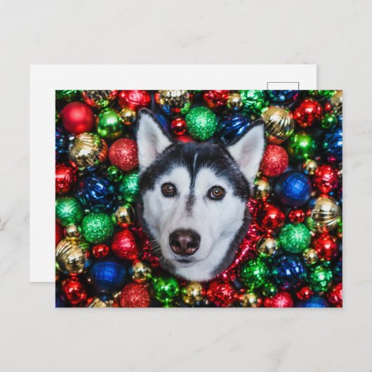 Carte de Noël Sibérienne Husky (Devant / Derrière)