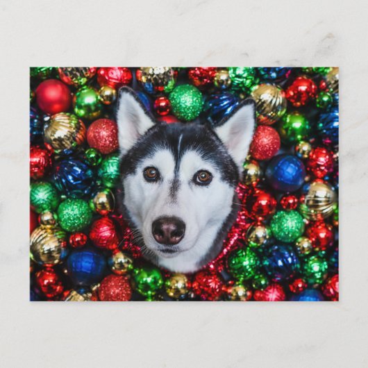 Carte de Noël Sibérienne Husky (Devant)