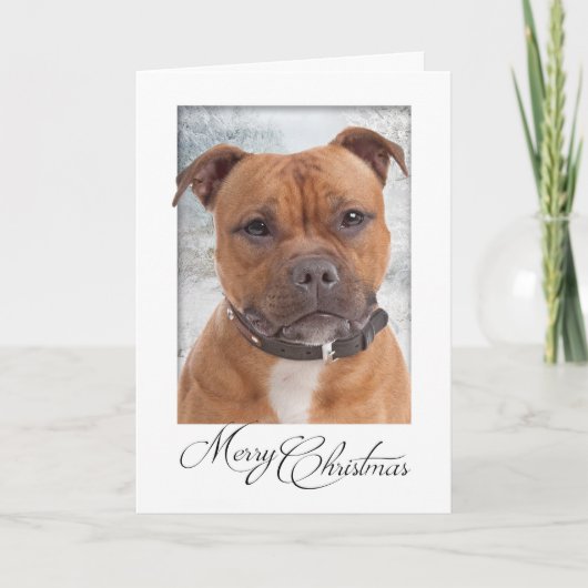 Carte de Noël Staffie (Devant)