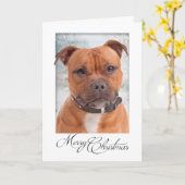 Carte de Noël Staffie (Fleur jaune)
