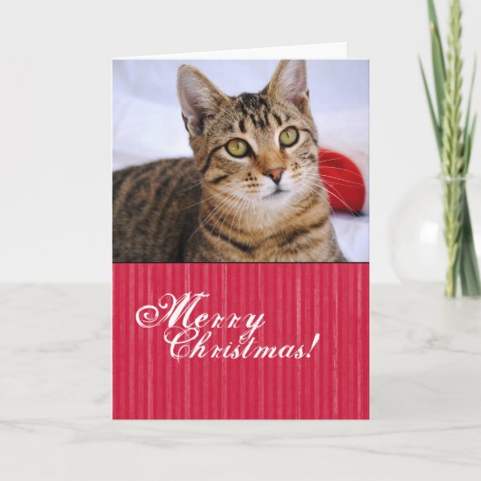 Carte de Noël Tabby Cat (Devant)
