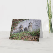 Carte de note avec Chevêche de terrière (Devant)