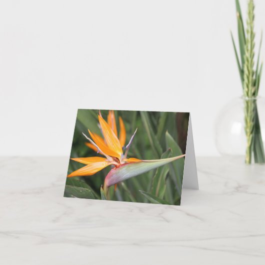 Carte de note blanche à fleurs Bird of Paradise (Devant)